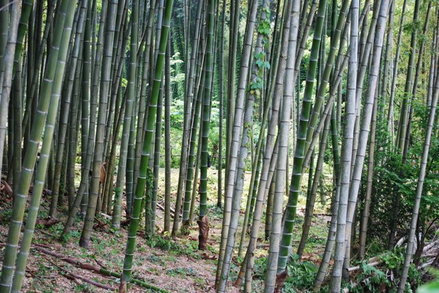 img0068.jpg