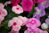 img0015.jpg